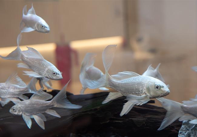 魚